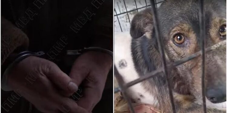 Și-a împușcat câinele în stradă, după câteva pahare de tărie: Motivul halucinant invocat de bărbat