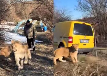 Safari pe dealurile Moldovei: Doi pui de leu, scoși la plimbare de un moldovean și filmați cum aleargă, alături de 2 câini de rasă