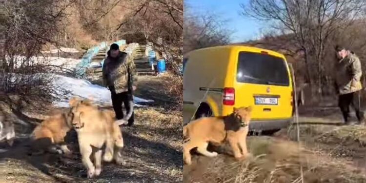 Safari pe dealurile Moldovei: Doi pui de leu, scoși la plimbare de un moldovean și filmați cum aleargă, alături de 2 câini de rasă