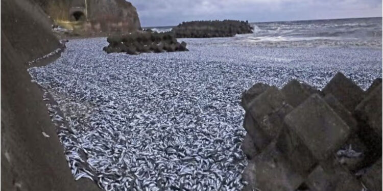 В Японии на берег выбросило около 85 тонн мертвой рыбы
