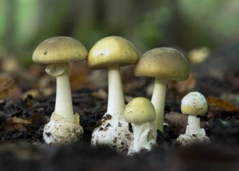 Moldoveancă din Italia, otrăvită cu ciuperci culese chiar de ea