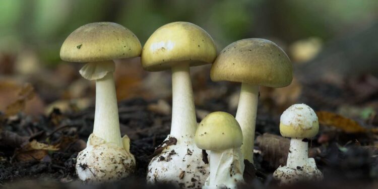 Moldoveancă din Italia, otrăvită cu ciuperci culese chiar de ea