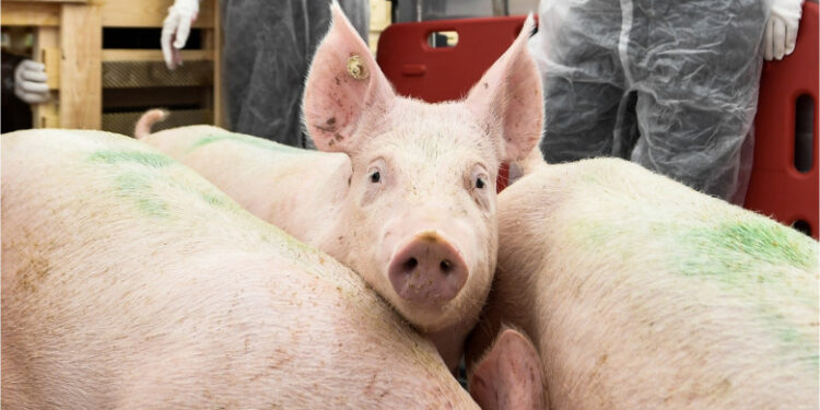 Singura țară europeană în care sunt mai mulți porci decât oameni încearcă să își convingă locuitorii să treacă pe legume