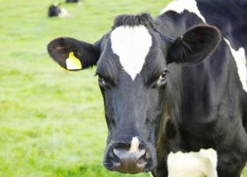 Caz de rabie, depistat într-un sat din Rezina: Cadavrul bovinei a fost ars