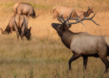 Boala „caprelor zombie” se răspândește în SUA, iar oamenii de știință se tem că ar putea trece la oameni