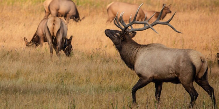 Boala „caprelor zombie” se răspândește în SUA, iar oamenii de știință se tem că ar putea trece la oameni