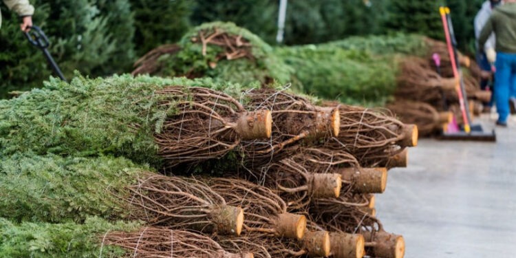 Ce amendă riști dacă tai ilegal brazi în perioada sărbătorilor de iarnă