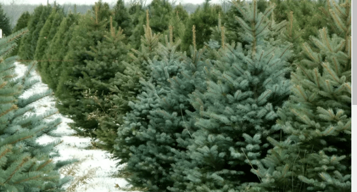 Ce amendă riscă moldovenii care taie ilegal brazi în perioada sărbătorilor de iarnă