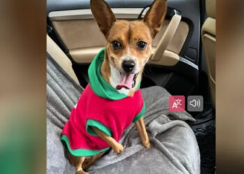 Cățelușa Chloe a emoționat mii de oameni și de Crăciun va primi ghetuțe speciale