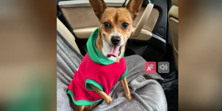 Cățelușa Chloe a emoționat mii de oameni și de Crăciun va primi ghetuțe speciale