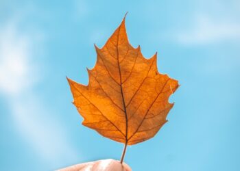 Vreme calmă și temperaturi confortabile ne întâmpină astăzi