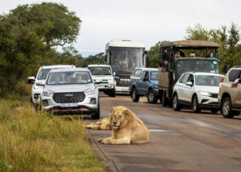 Un leu obosit a adormit pe un drum din Africa de Sud și a blocat complet traficul