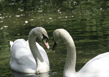 Focar de gripă aviară la lebede, pe lacul Ghidighici. În mun. Chișinău este anunțată situație excepțională