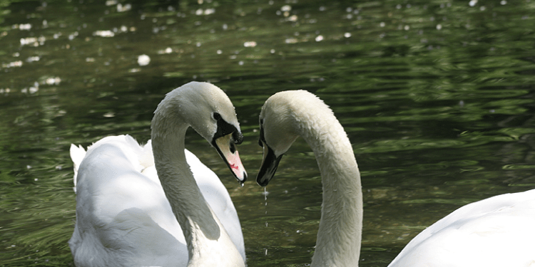 Focar de gripă aviară la lebede, pe lacul Ghidighici. În mun. Chișinău este anunțată situație excepțională