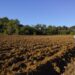 Fermierii din Teleneşti, nevoiţi să-şi lase toată roada pe câmp: Sute de tone de legume se pierd deoarece prețul de achiziție nu acoperă costurile de recoltare și transport
