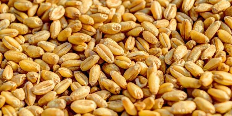 Россия впервые с марта 2022 года вошла в топ-5 поставщиков зерна в ЕС