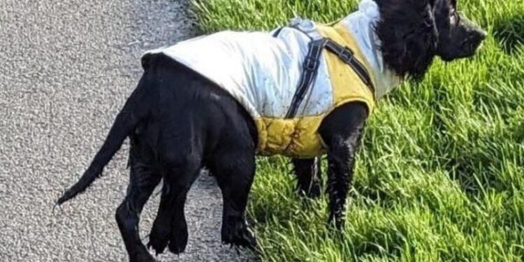 Деньги на операцию собирал весь мир: Британской собаке с шестью лапами успешно удалили лишние конечности