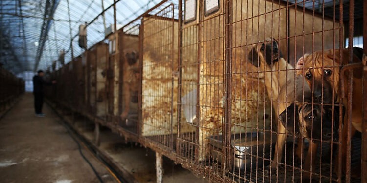 Парламент Южной Кореи принял закон, запрещающий разведение и убой собак с целью употребления их мяса в пищу