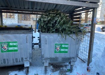 Мэрия попросила жителей Кишинева не выбрасывать елки в мусорные баки