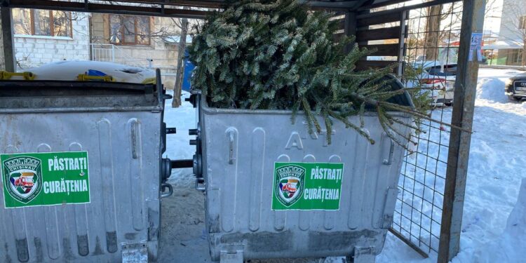 Мэрия попросила жителей Кишинева не выбрасывать елки в мусорные баки