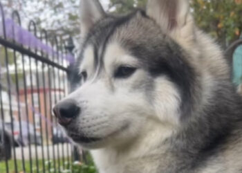 Un câine husky a salvat un întreg cartier de la o explozie devastatoare. Povestea lui Kobe a ajuns virală