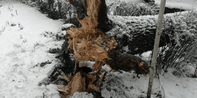 Un copac s-a prăbușit peste trei copii în Chișinău. Sunt victime