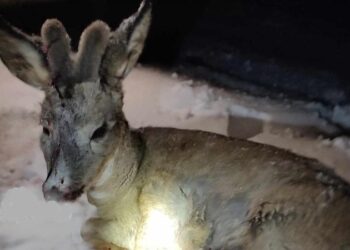 Un pui de căprioară, grav rănit, salvat la Cimişlia