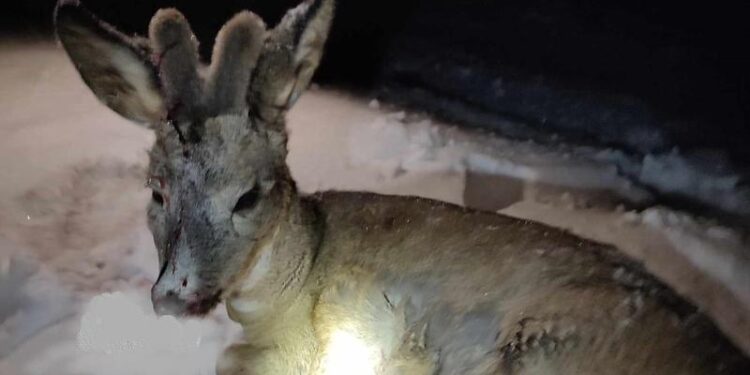 Un pui de căprioară, grav rănit, salvat la Cimişlia