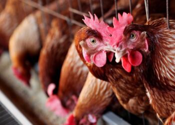 Cinci focare de gripă aviară, înregistrate în Moldova. Ce spune ANSA