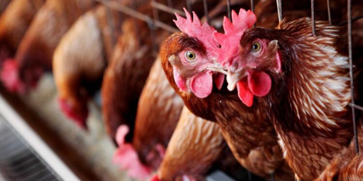 Cinci focare de gripă aviară, înregistrate în Moldova. Ce spune ANSA