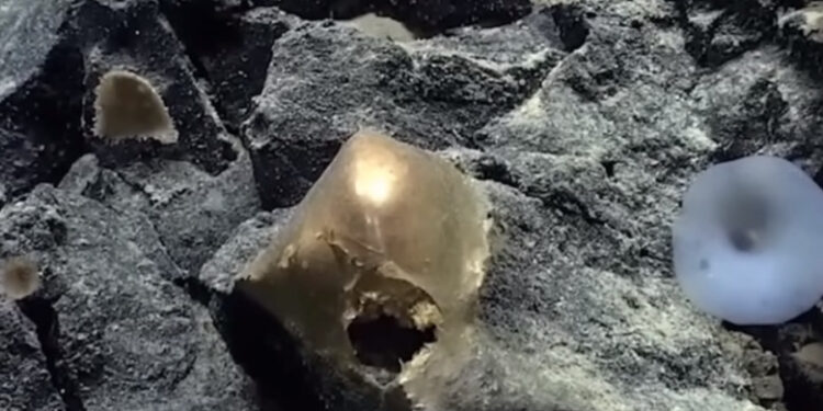 Misteriosul „glob de aur” găsit pe fundul oceanului. Oamenii de știință l-au studiat, dar nu reușesc să afle ce este
