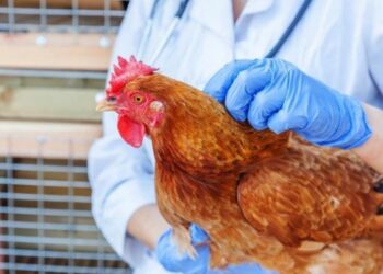 ANSA anunţă despre mai multe focare de gripă aviară depistate în ultima perioadă
