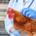 ANSA anunţă despre mai multe focare de gripă aviară depistate în ultima perioadă