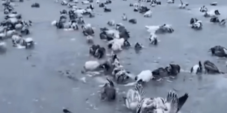 В Китае резко похолодало на 50 градусов. Тысячи птиц замёрзли заживо