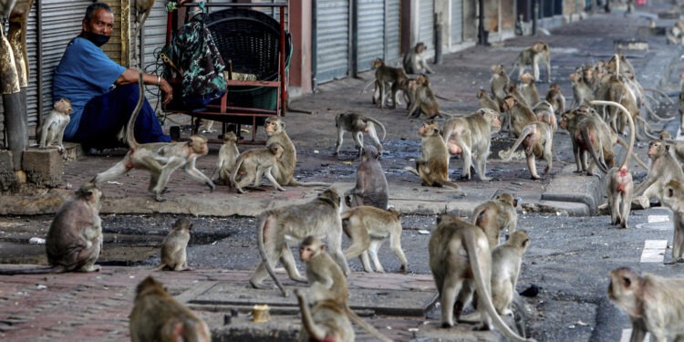 В Таиланде 3,5 тысячи макак захватили город и обрушили его экономику