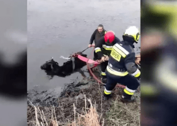 Misiune neobișnuită: Angajații IGSU au salvat o bovină de la înec
