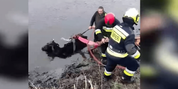 Misiune neobișnuită: Angajații IGSU au salvat o bovină de la înec