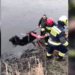 Misiune neobișnuită: Angajații IGSU au salvat o bovină de la înec