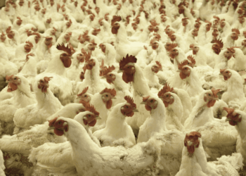 La Cahul au fost sacrificate aproape 500 de păsări. Care e motivul