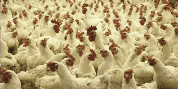 La Cahul au fost sacrificate aproape 500 de păsări. Care e motivul