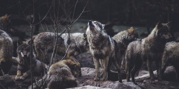 Frontiera moldo-ucraineană, „păzită” de lupi: Haite de prădători, surprinse în regiune. Îndemnul autorităților