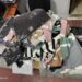 Transportare ilegală de articole vestimentare de marcă la Lipcani