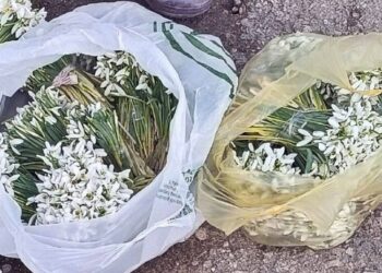 В Оргееве задержали микроавтобус, который вез подснежники. Трех человек оштрафовали