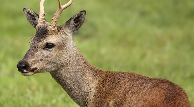 На трассе Кишинев-Яловены автомобиль насмерть сбил косулю