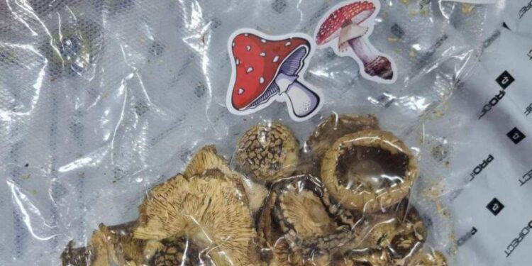 В Молдове обнаружили галлюциногенные грибы в посылках из России и Украины