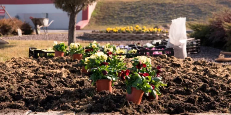 Команда Илана Шора украсила Оргеев тысячами цветов