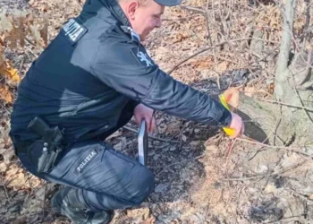 Выявлены сотни незаконно вырубленных деревьев разных пород