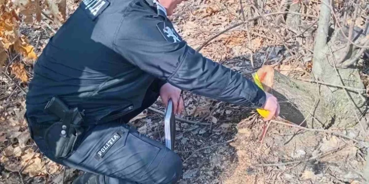 Выявлены сотни незаконно вырубленных деревьев разных пород