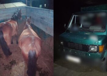Doi cai, furați de pe un imaș din Nisporeni: Ce le-a spus „hoțul” polițiștilor