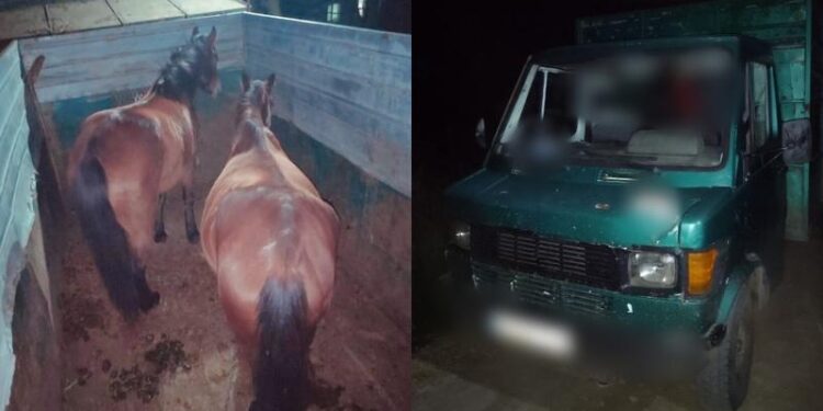 Doi cai, furați de pe un imaș din Nisporeni: Ce le-a spus „hoțul” polițiștilor